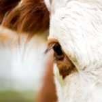 The USDA reports the 2018 average five-area fed steer price was $117.26. That’s less than what cattle producers received six years ago in 2012.
