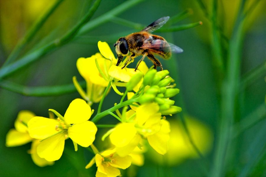 “PMRA’s re-evaluation decision confirms that in the vast majority of cases, neonics can be used effectively by farmers without unnecessary risk to pollinators.” – Pierre Petelle, CropLife Canada