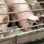 If and when African swine fever comes calling, Manitoba’s pork sector plans to be ready.
