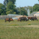 PMU mares like this have become a rare sight in Manitoba following years of cuts.