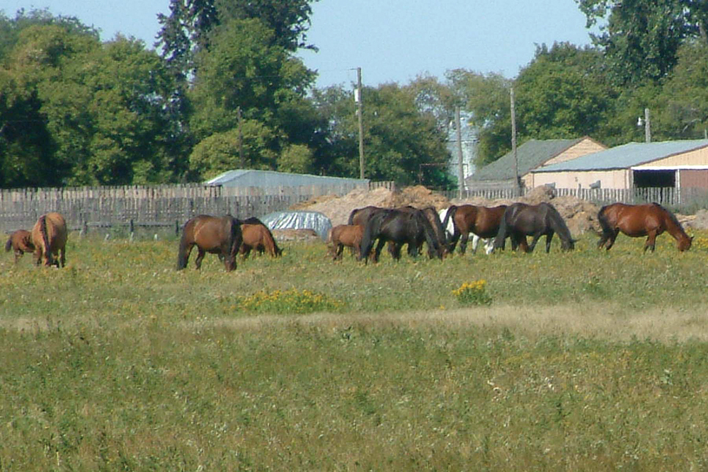 PMU mares like this have become a rare sight in Manitoba following years of cuts.