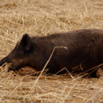 By tracking the movement of the animals the researchers hope to better understand the scope of the problem.