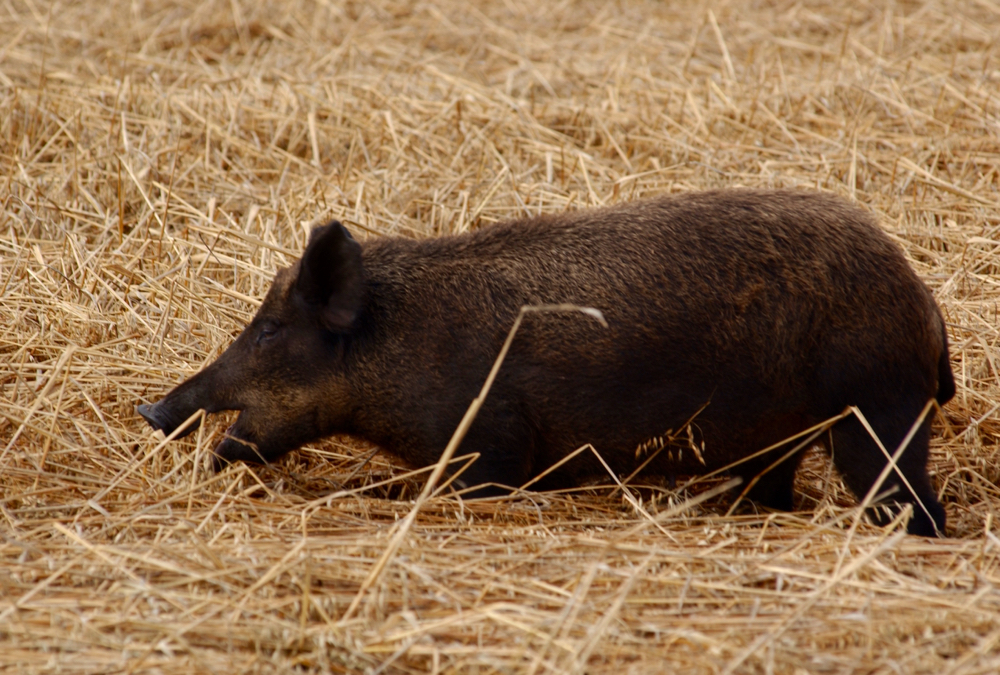 By tracking the movement of the animals the researchers hope to better understand the scope of the problem.