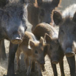 Each wild sow can have as many as six piglets a year.