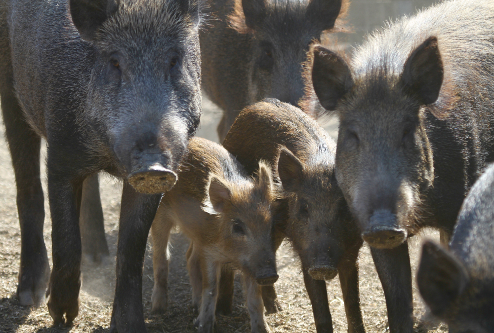 Each wild sow can have as many as six piglets a year.