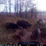 A sounder of wild pigs, captured on camera west of Edmonton in 2015. The invasive species is a growing problem throughout the Prairies.