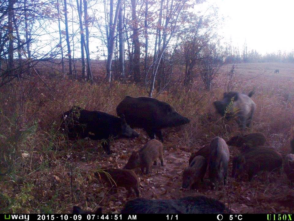 A sounder of wild pigs, captured on camera west of Edmonton in 2015. The invasive species is a growing problem throughout the Prairies.