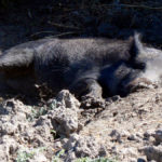A wild boar wallows in the mud.