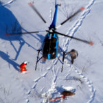 Researchers from the University of Saskatchewan tranquilize and radio collar study subjects.