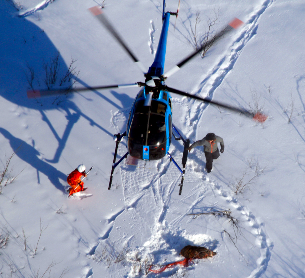 Researchers from the University of Saskatchewan tranquilize and radio collar study subjects.