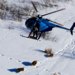 Using a netgun from a helicopter allows the capture of multiple wild pigs, preventing the group, known as a sounder, from dispersing.