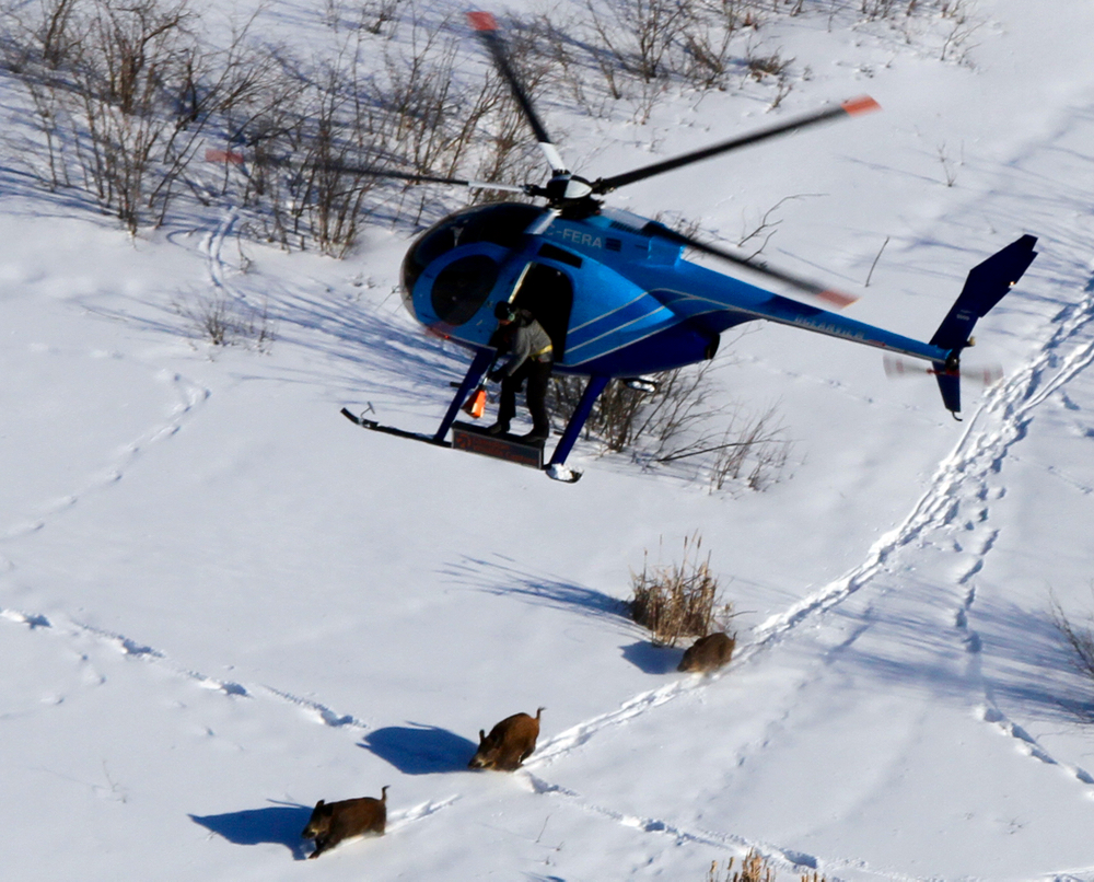 Using a netgun from a helicopter allows the capture of multiple wild pigs, preventing the group, known as a sounder, from dispersing. 