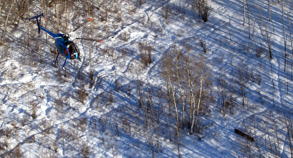 Wild pigs are very hard to spot and track, often requiring aircraft.