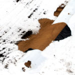 Wild pigs will root and trample crops and tear open grain bags.