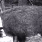 A trail cam picture of a collared wild pig.