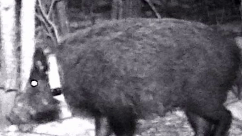 A trail cam picture of a collared wild pig.