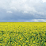 Cash advance changes to help canola farmers’ cash flow