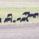 Pastures are starting to show signs of life, but experts are still warning producers to take a second look at nutrition.