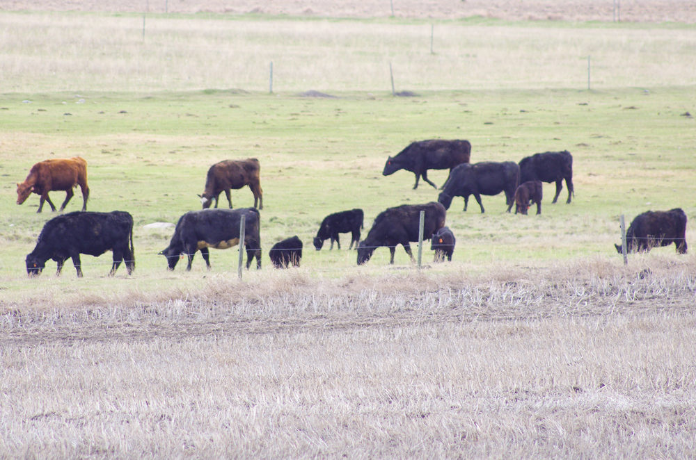 Pastures are starting to show signs of life, but experts are still warning producers to take a second look at nutrition.