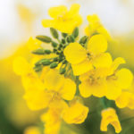 There’s lots of speculation that Canada's canola dispute with China is caught up in the trade war between China and the U.S.