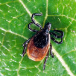 Black-legged ticks (or deer ticks) can range from the size of a poppy seed as a nymph, to a sesame seed as an adult.