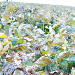 Manitoba Agriculture offers advice on spring frost damage to crops