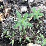 Kochia seedlings.