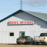 Incubating capacity is 250,000 eggs, hatching 70,000 chicks per week at Berg’s Hatchery.