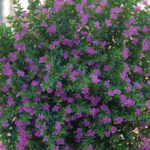 Mexican false heather (Cuphea hissopifolia) is covered with flowers.