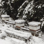 Manitoba’s beekeepers say they saw less winterkill this year, despite frigid temperatures.