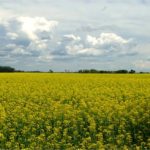 canola field in bloom