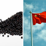 China claimed shipments of Canadian canola were contaminated with weed seeds and plant diseases, but it has yet to show evidence to back up the claim.