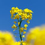 flowering rapeseed canola or colza
