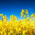 As of March 31, total canola exports to all customers were down sharply by 515,000 tonnes, but China’s imports were up by almost 300,000 tonnes.