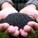 'We are absolutely confident of the high quality, cleanliness and technical superiority of Canadian canola.'