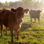 The makers of the new plant-based meat substitutes have one goal: to eliminate animal agriculture.