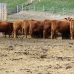 Fewer cattle, softer prices ahead of summer slowdown