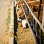 The latest Cattle on Feed numbers out of the U.S. Department of Agriculture showed 11.8 million head as of May 1