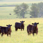 A herd of black angus cattle in Alberta, canada. The beef industry is a major industry in Alberta, where large ranches, especially in the foothills of the Canadian Rockies, are common. Here black angus cattle graze on a picture perfect pasture near Calgary. Themes include farming, ranching, animals, beef, cows, herding, grazing, pasture, agriculture, beef industry, raw food, and organic farm. Nobody is in the image. Panorama.