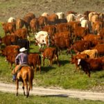 About 4.7 million pounds of beef qualified for a Canadian Roundtable for Sustainable Beef claim in 2018.