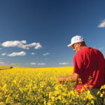 A farmer checking out his canola crop.