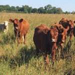 The power of pasture is among the environmental benefits the province wants to see recognized under its protein strategy.