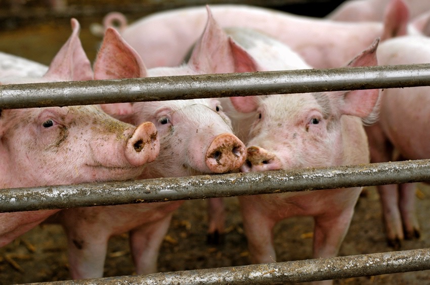 three pigs