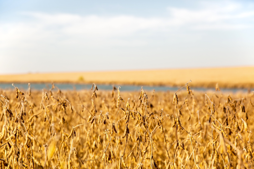 As American farmers head into the 2019 growing season, a trade deal between the U.S. and China can’t come soon enough.