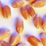 CPSR wheat prices ranged from $179 to $229 per tonne across the Prairies.
