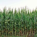 The first case of Bt-resistant European corn borer is a reminder to Manitoba corn
growers to plant non-Bt refuge and select hybrids with at least two different Bt traits.
