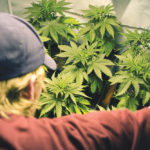 Craft cannabis operators say new regulations are effectively shutting them out of the market.