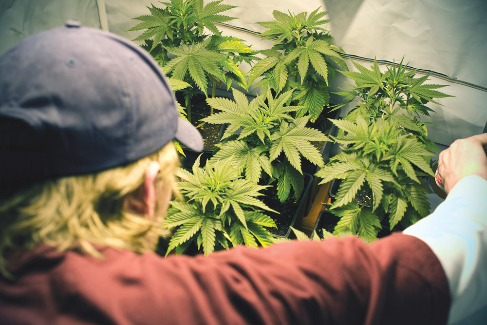 Craft cannabis operators say new regulations are effectively shutting them out of the market.