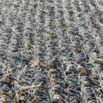 Winter wheat crops have been hit by late frost and cool, dry conditions this spring.