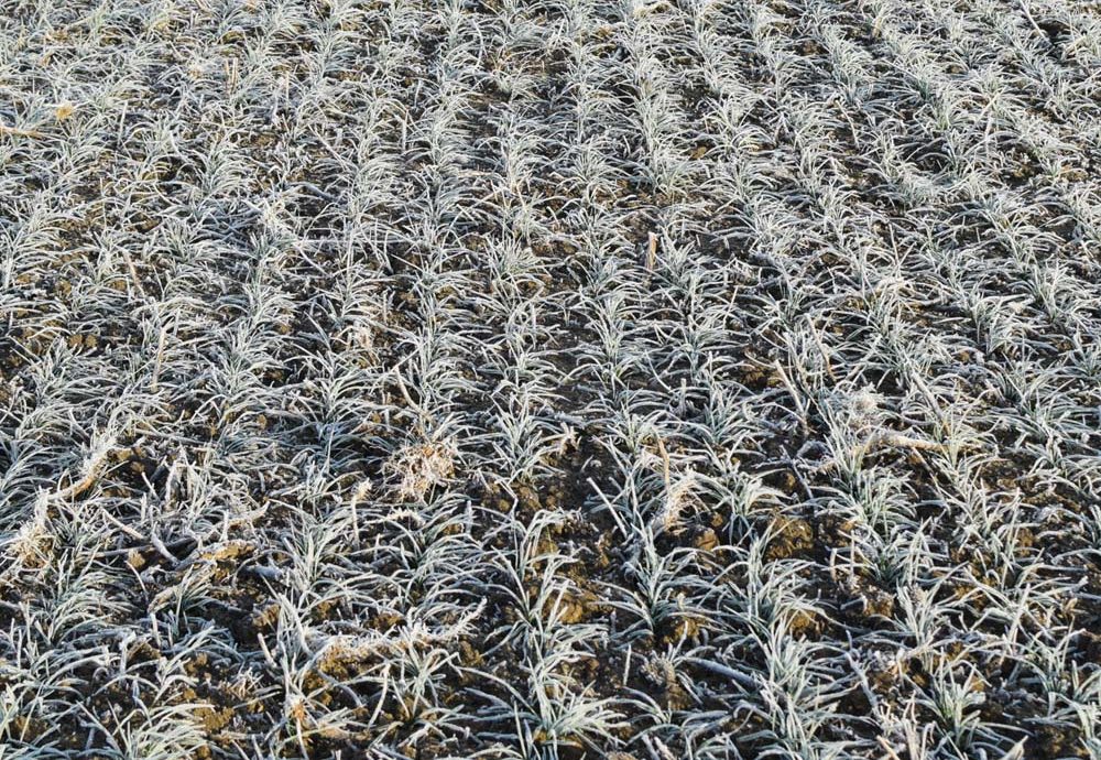 Winter wheat crops have been hit by late frost and cool, dry conditions this spring.